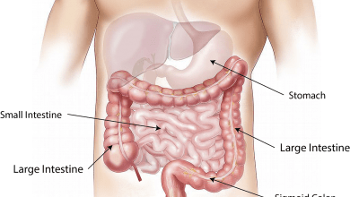 Photo of LE RECTUM : cours d’anatomie